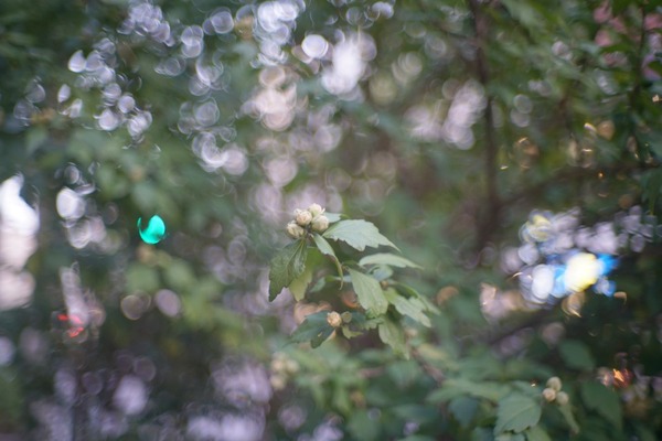 canon_50mm_l39_sony_a7r_ii