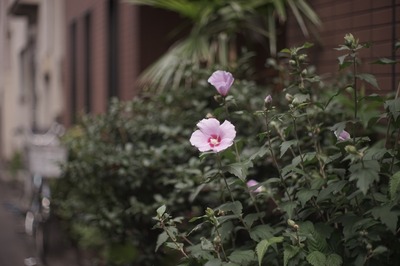 yashica_yashinon-dx_50mm_m42-sony_a7