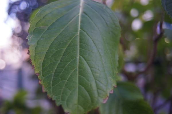 polar_28mm_pk_sony_a7_c