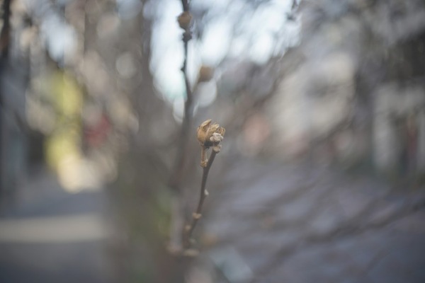 astro_pan-tachar_28mm_L39_sony_a7r_ii_aps-c