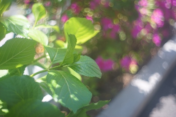 petri_cc_orikkor_50mm_sony_a7