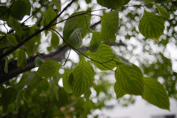 pentax_smc-p_28mm_sony_a7