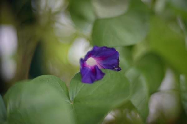 tele-zunow_cine_38mm_sony_a7