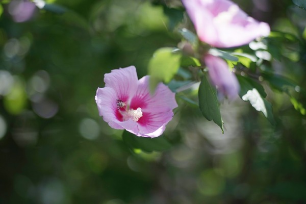 canon_new_fd_100mm_sony_a7