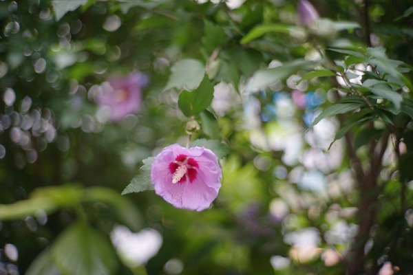 tanaka_tanar_hc_50mm_l39_sony_a7