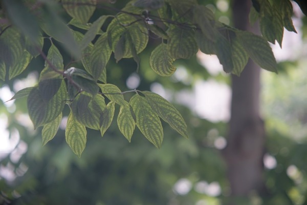 canon_serenar_135mm_ii_l39_sony_a7