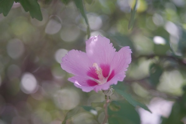 kern_yvar_75mm_ar_m42_sony_a7