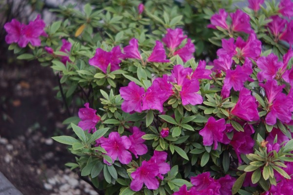 ross_xpres_75mm_m42_sony_a7_1