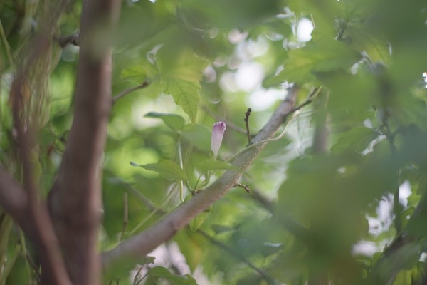 minolta_mc_rokkor-pf_58mm_sony_a7