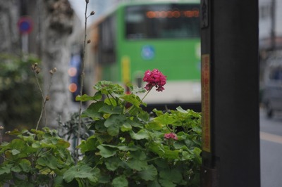 soligor_105mm_nikon_f_d700