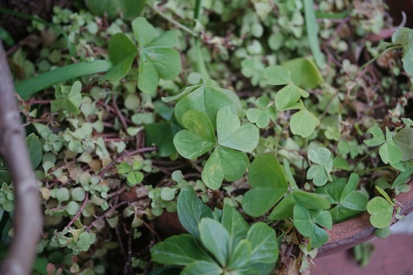 pentax_smc-m_50mm_macro_d