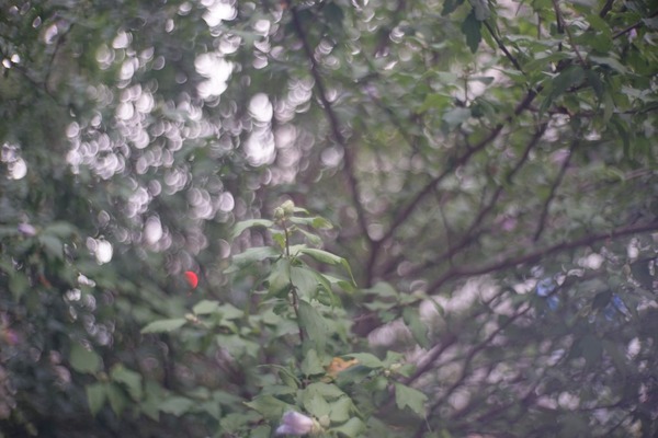 zunow_50mm_l39_sony_a7