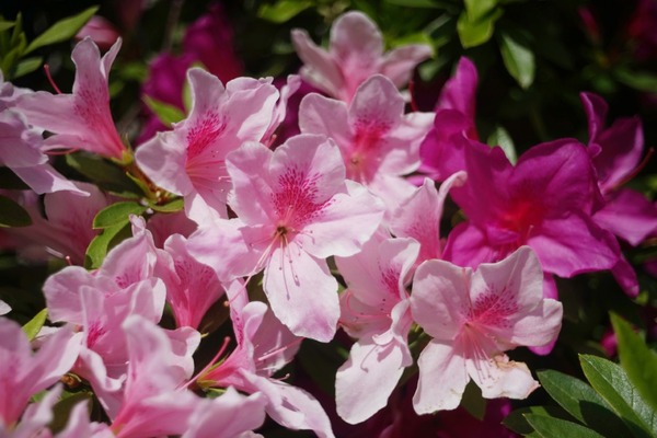 kilfitt_makro-kilar_40mm_exakta_sony_a7_01