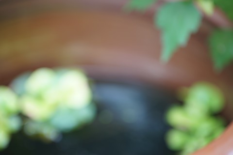 tamron_sp_90mm_macro_52b_07