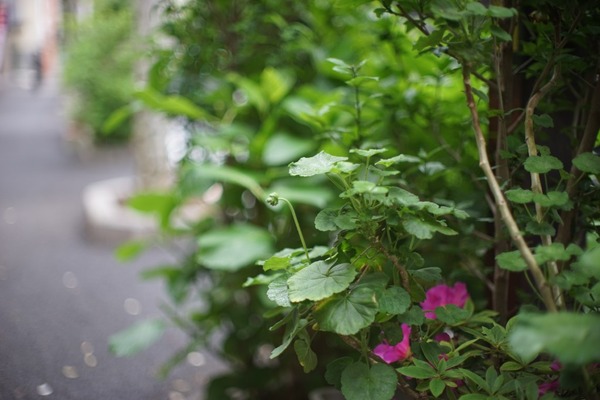 petri_cc_auto_55mm_05