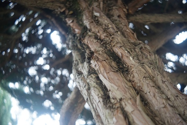 steinheil_edixa-auto-cassaron_50mm_m42-sony_a7