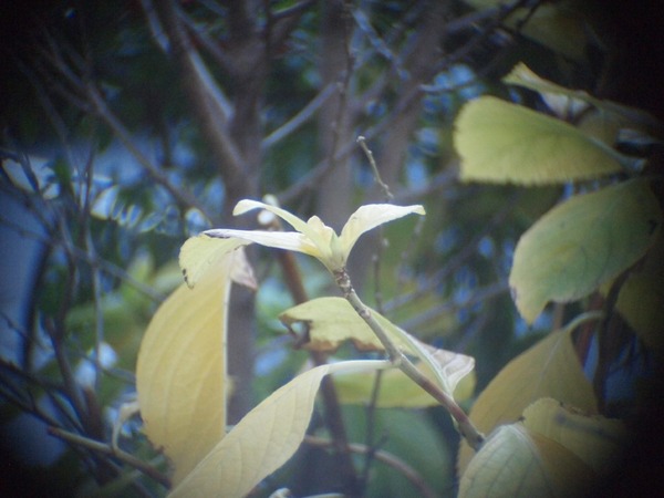 som_berthiot_pan-cinor_175-70mm_cine_olympus_pen_e-p1_b