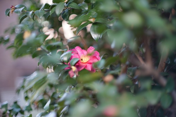 canon_fd_55mm_ssc_sony_a7r_ii