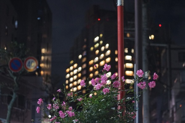 industar-61lz_mc_50mm_m42_sony_a7_01