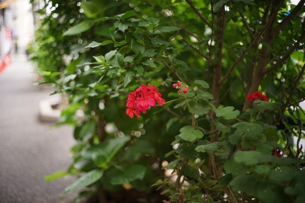 minolta_m-rokkor_40mm_cl_c