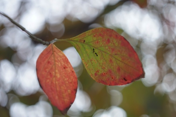 rodenstock_rodagon_50mm_sony-a7