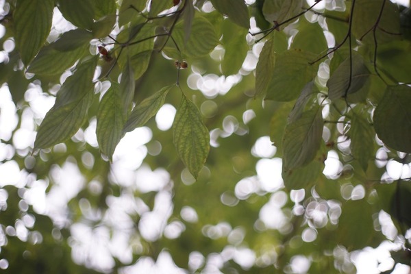 steinheil_quinon_55mm_canon_ef_sony_a7