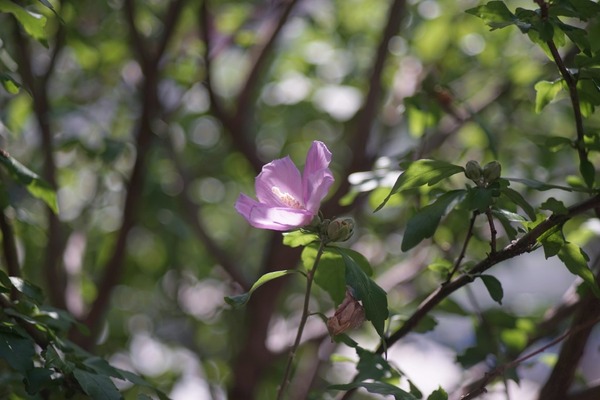 fujifilm_ebc_fujinon_100mm_m42_sony_a7