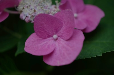 olympus_om_80mm_macro_tube_65-116-sony_a7_a