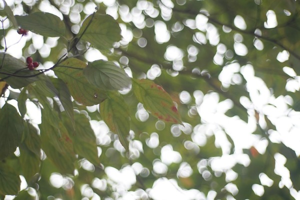 zunow_50mm_l39_sony_a7