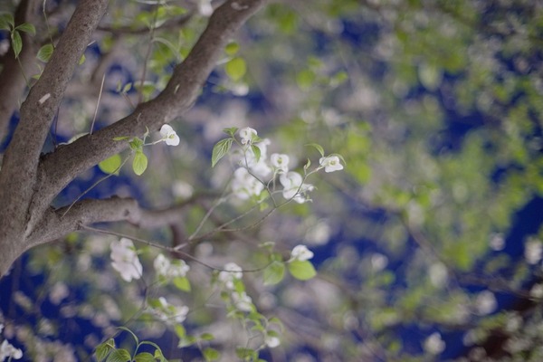 konica_hexanon_57mm_ar_sony_a7_1