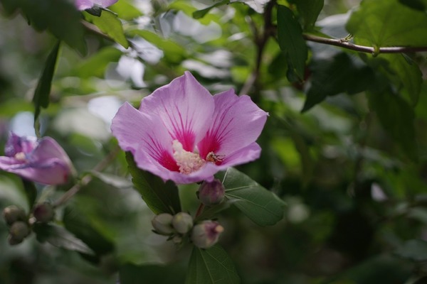 leica_macro-elmarit-r_60mm_3-cam_sony_a7_a