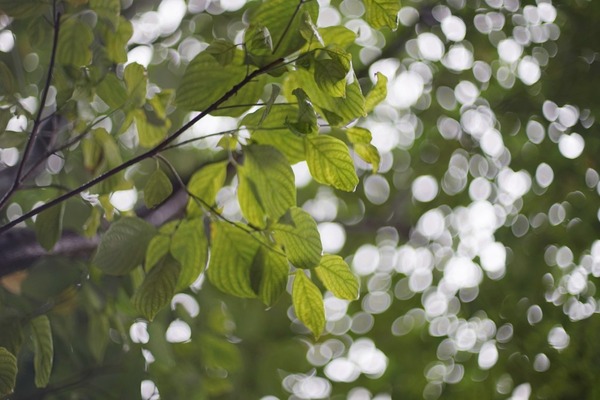 vivitar_auto_50mm_vmc_pk_sony_a7