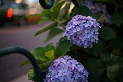 minolta_md_rokkor_50mm-sony_a7