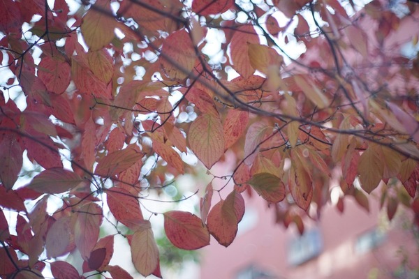 petri_cc_auto_55mm_m42_sony_a7