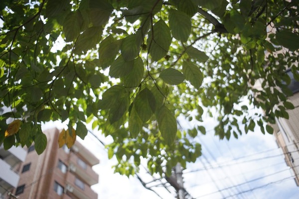 mamiya-sekor_fc_35mm_exakta_sony_a7