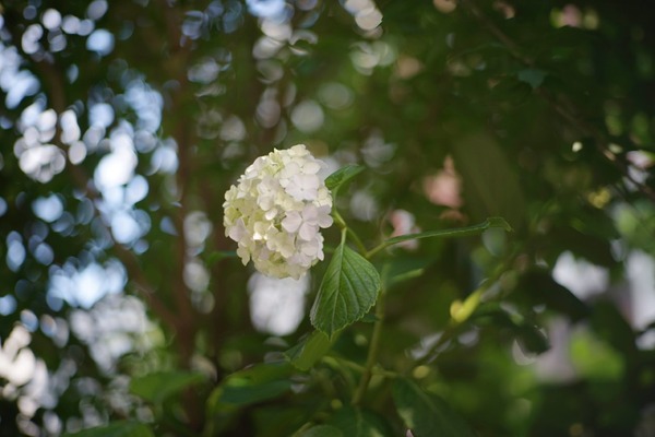 olympus_pen-ft_g_zuiko_70mm_sony_a7_a