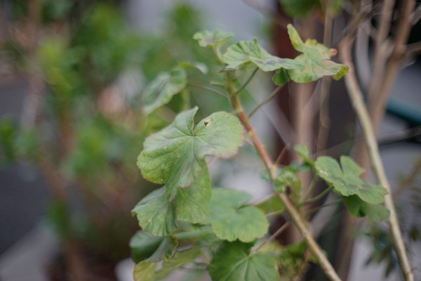 carl_zeiss_jena_prakticar_50mm_mc_praktica_b_sony_a7