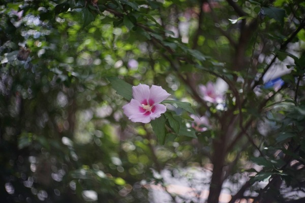 neoca-s_zunow_45mm_l39_sony_a7