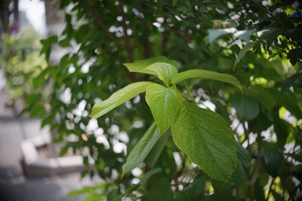 okc1-50-1_50mm_lm_sony_a7