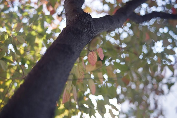 fujifilm_fujinon_55mm_m42_sony_a7