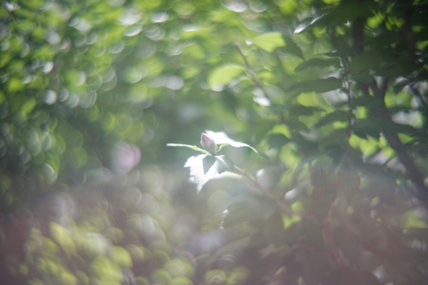 kern_switar_50mm_h16_rx_lm_sony_a7