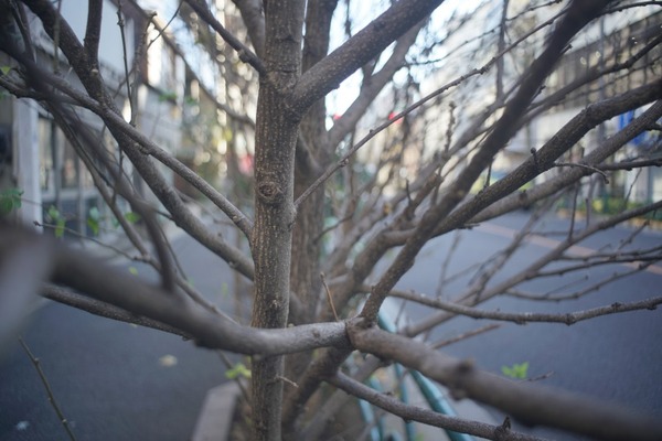 schneider_edixa-curtagon_28mm_m42_sony_a7r_ii