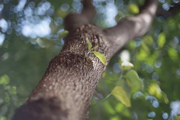 konica_hexanon_ar_40mm_sony_a7