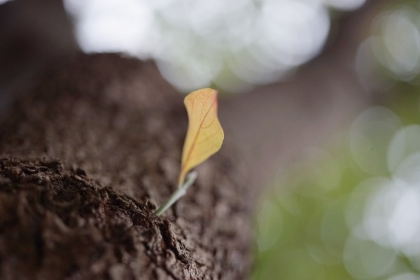 nikon_ai-s_nikkor_55mm_micro_sony_a7_b