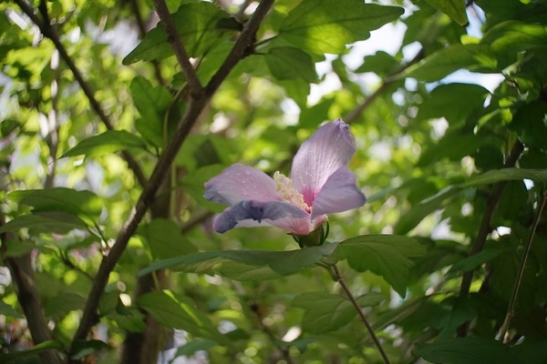 olympus_pen-ft_g_zuiko_20mm_sony_a7