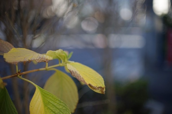 canon_fd_55mm_sony_a7