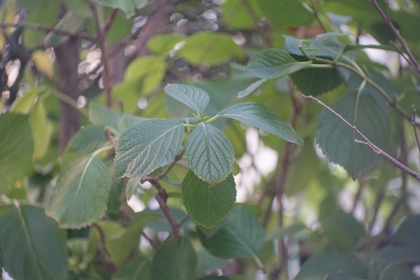 kodak_anastigmat_102mm_arri_sony_a7_2