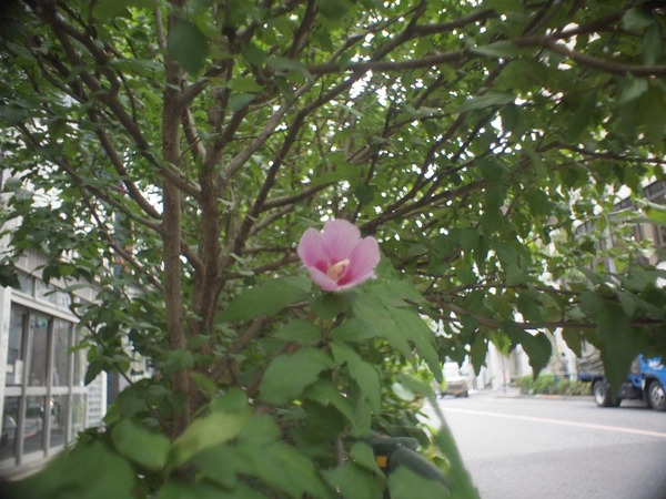 angenieux_cine_10mm_type-r21_olympus_pen_e-p1