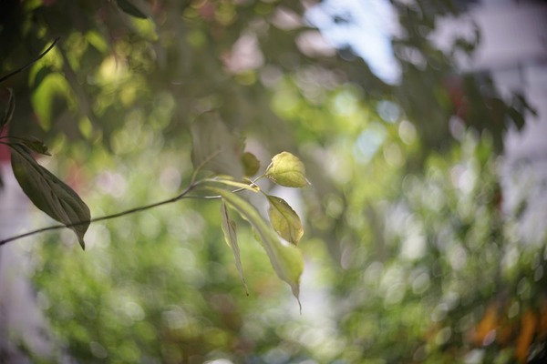 po3-3m_50mm_lm_sony_a7