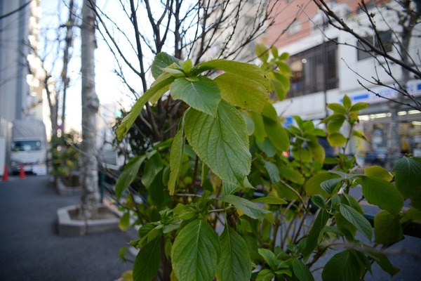 angenieux_28-70mm_af_nikon-f_d700_a